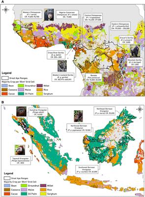 Apes and agriculture